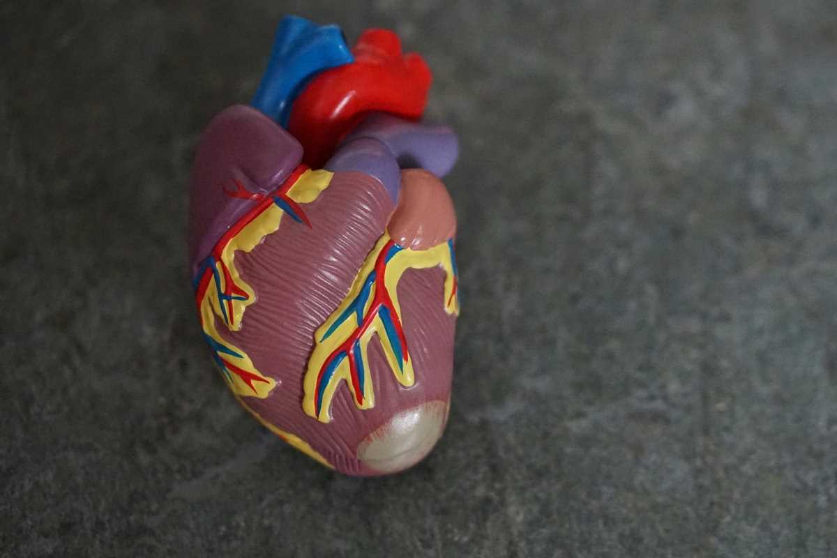 Understanding Aortic Valve Disease, Surgery, and Replacement Options
